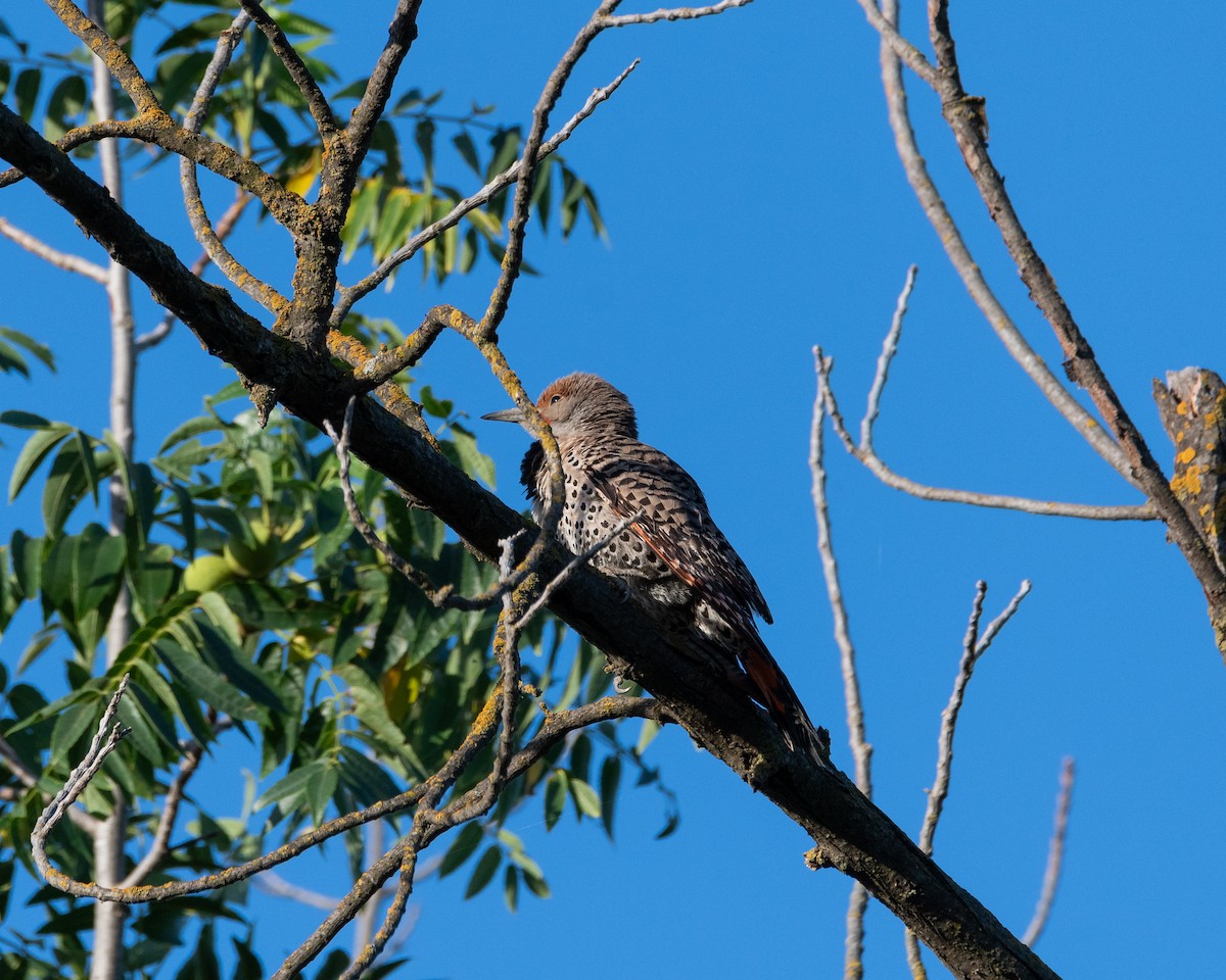 Northern Flicker (Red-shafted) - ML620352224