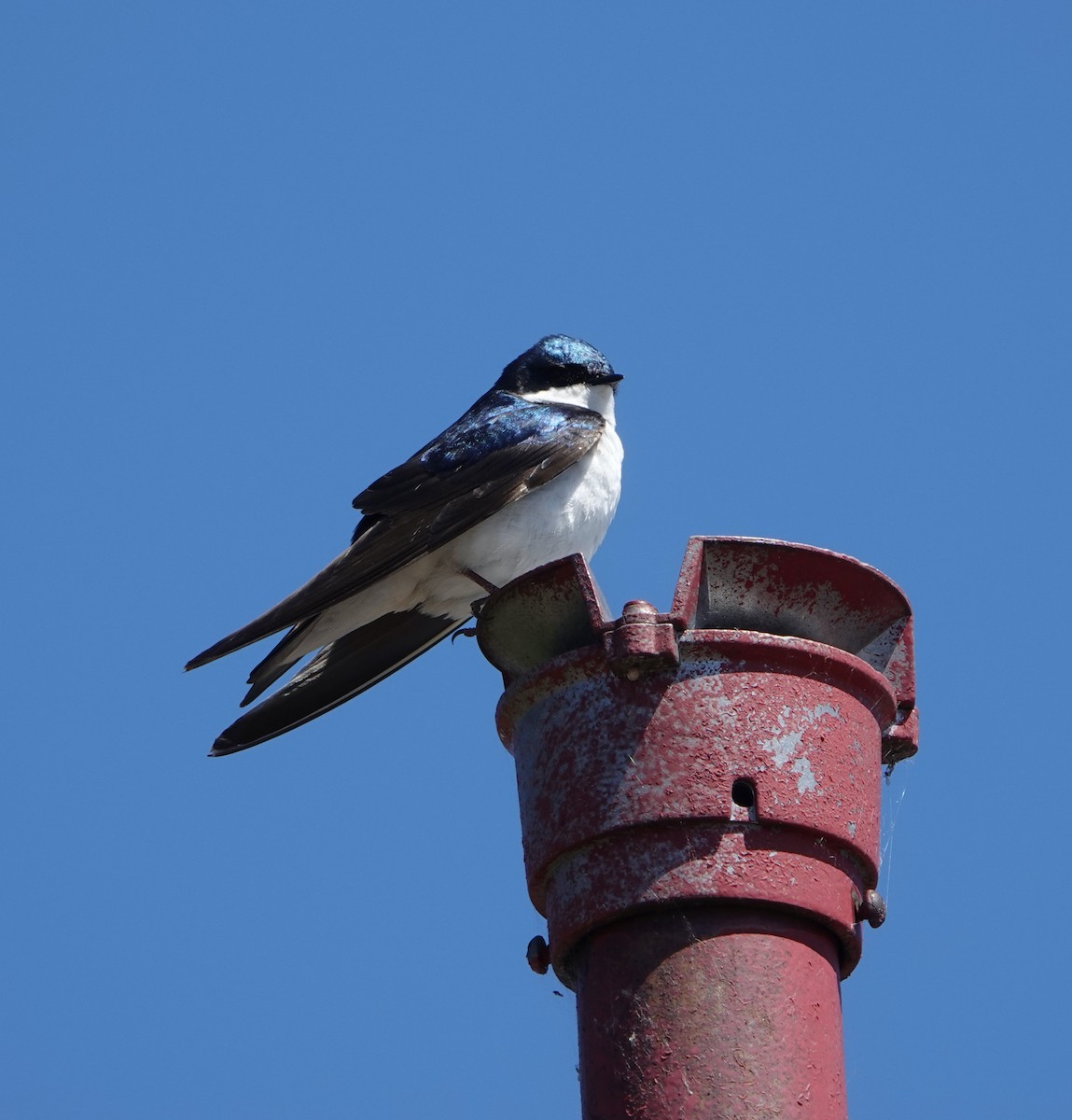 Tree Swallow - ML620352228