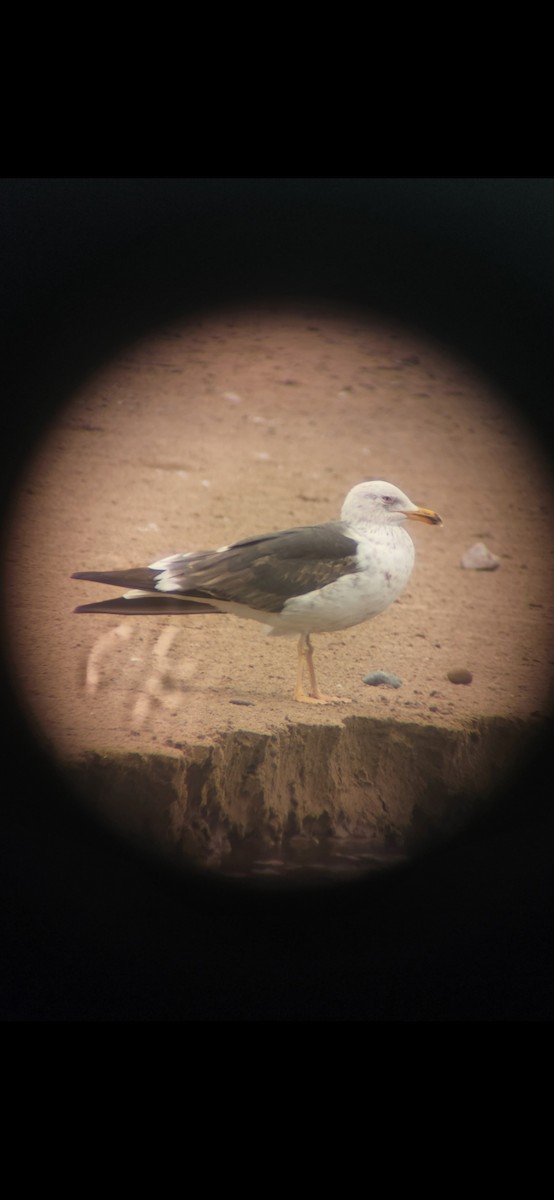 Lesser Black-backed Gull - Logan Moore