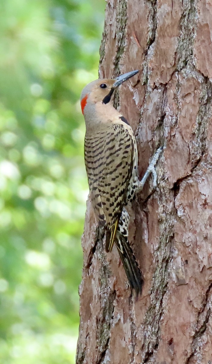 Northern Flicker (Yellow-shafted) - ML620352238