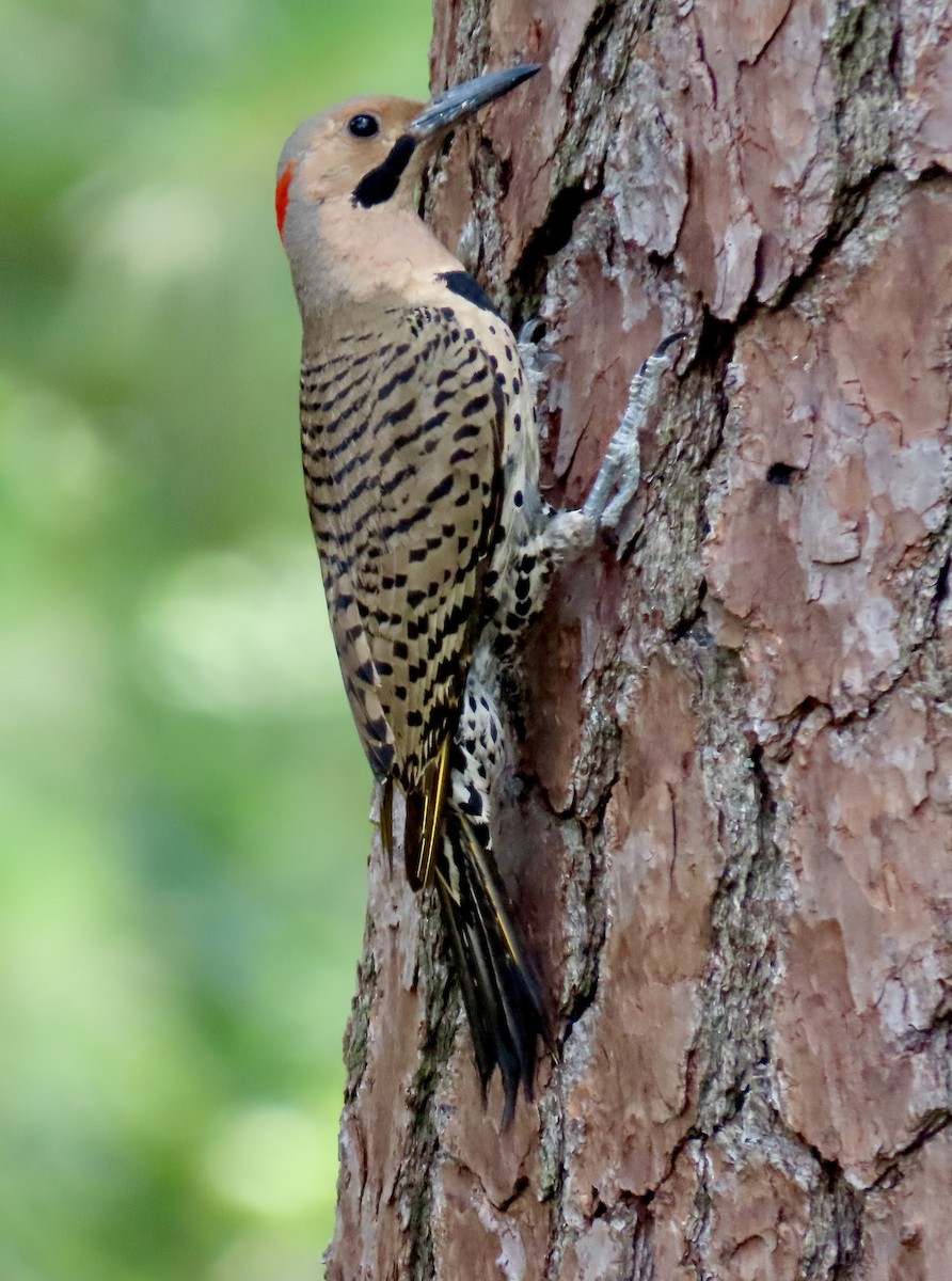 Northern Flicker (Yellow-shafted) - ML620352239