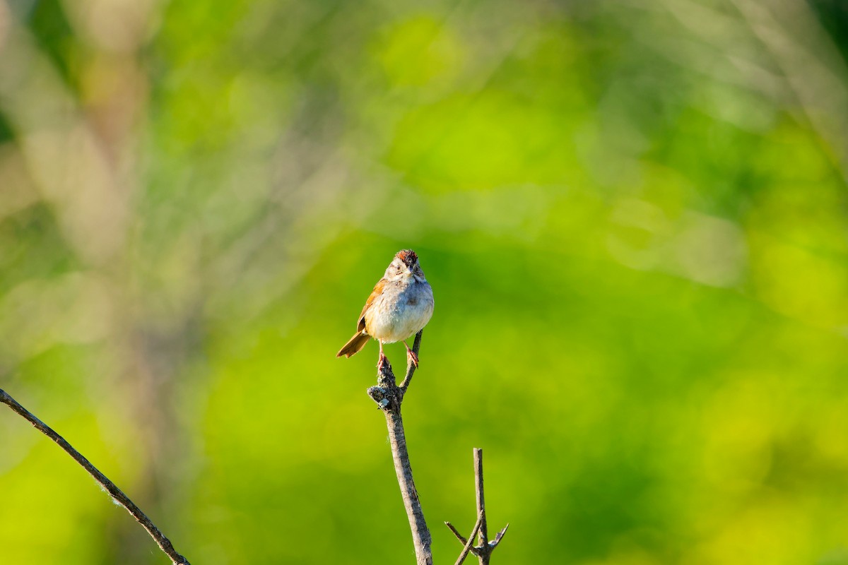 Swamp Sparrow - ML620352242