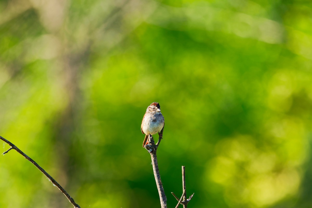 Swamp Sparrow - ML620352243