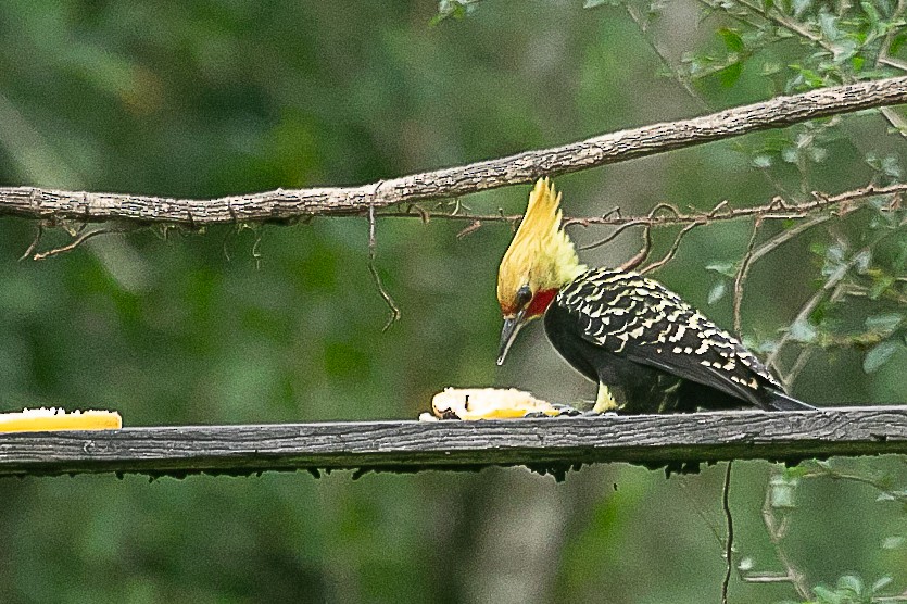 Blond-crested Woodpecker - ML620352247
