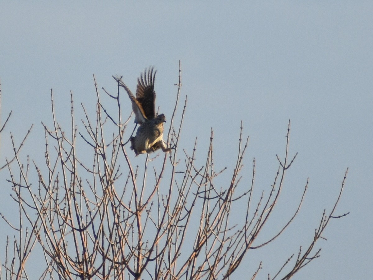 Gallo de las Praderas Rabudo - ML620352248