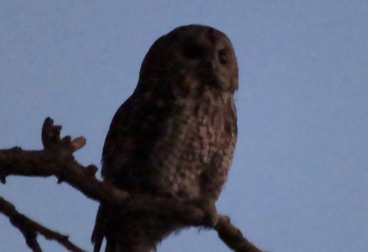 Tawny Owl - ML620352263
