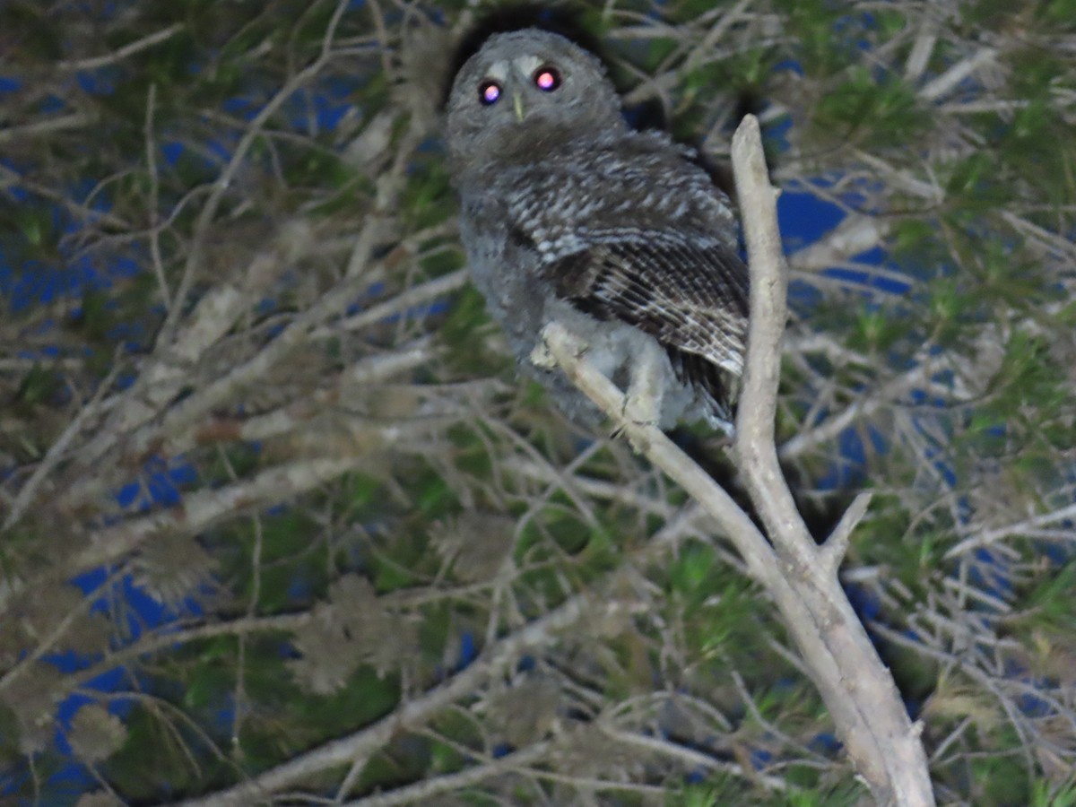 Tawny Owl - ML620352264