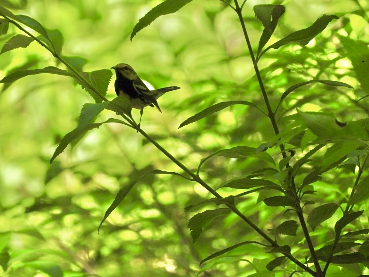 Black-throated Green Warbler - ML620352272