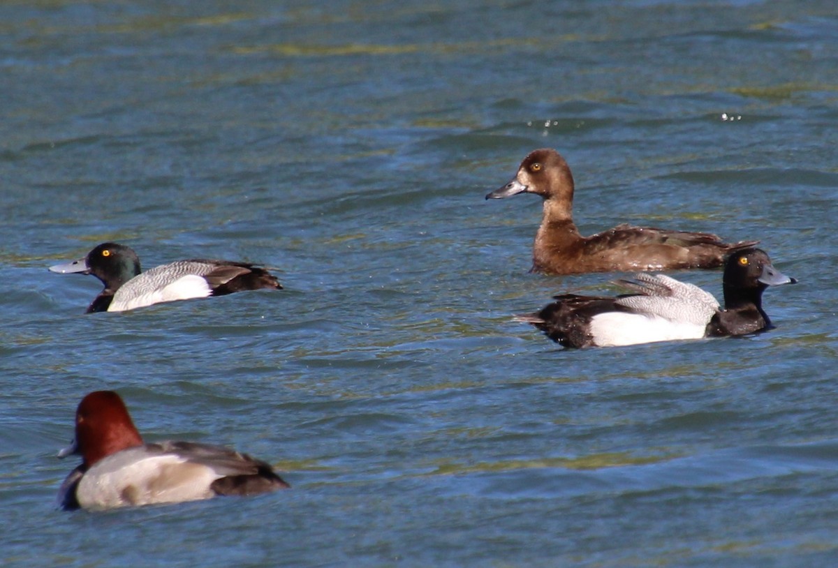 Lesser Scaup - ML620352277