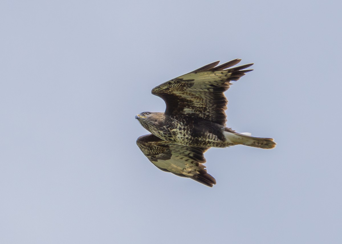 Common Buzzard (Western) - ML620352279