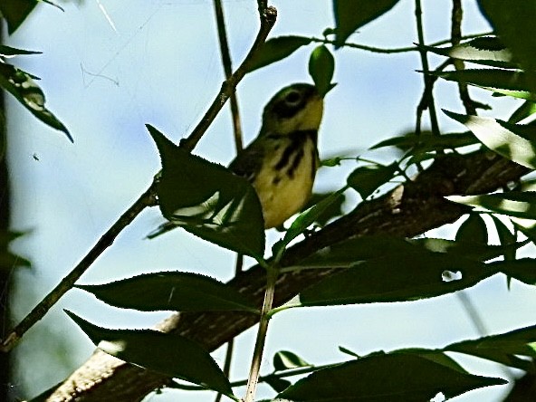 Magnolia Warbler - ML620352281