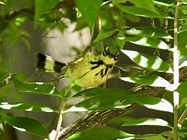 Magnolia Warbler - ML620352282