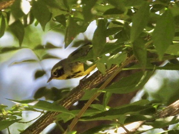 Magnolia Warbler - ML620352283