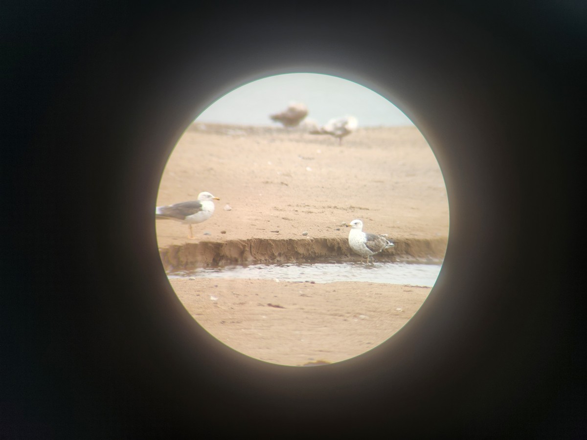 Lesser Black-backed Gull - ML620352292