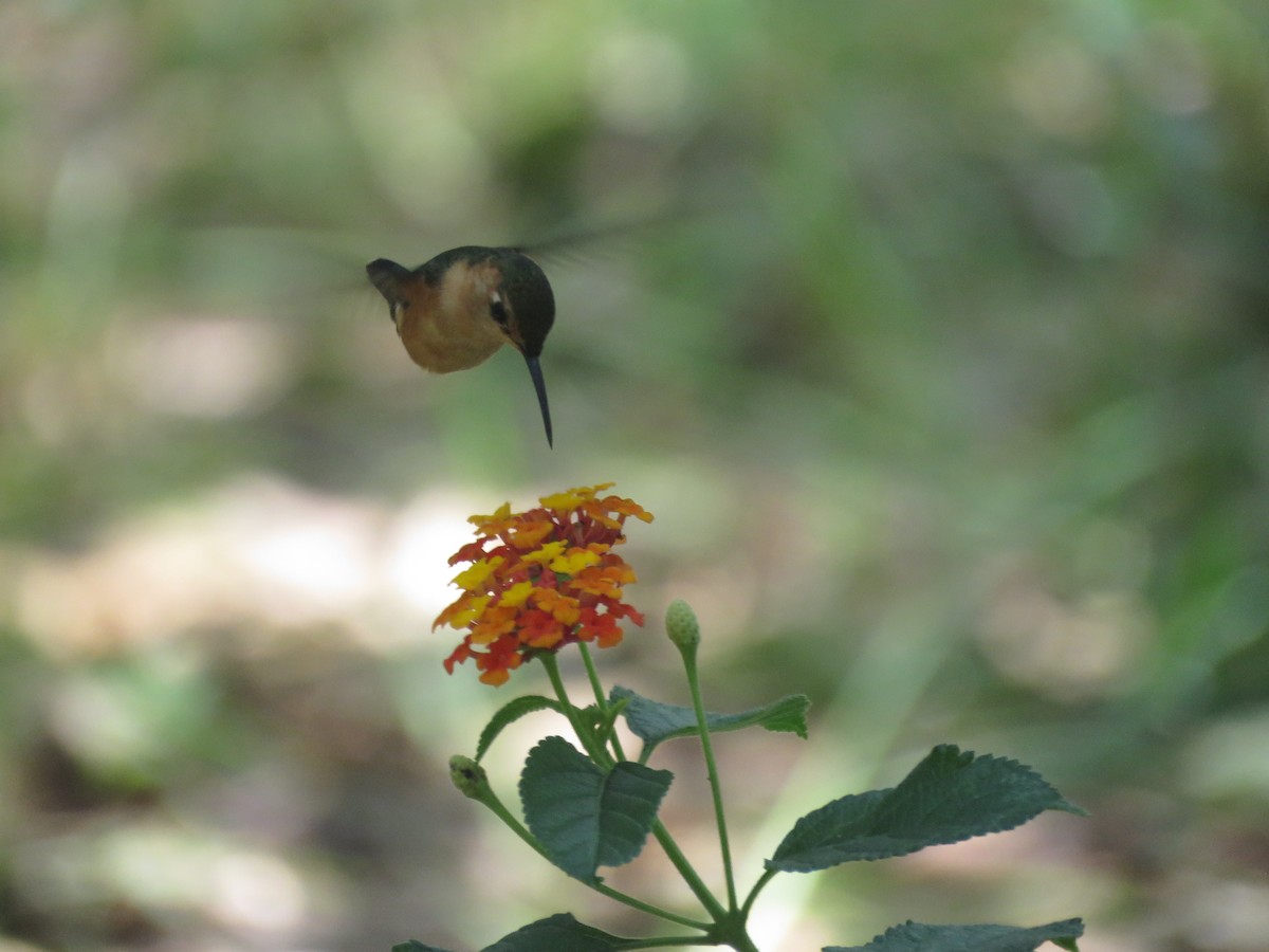 Sparkling-tailed Hummingbird - ML620352299