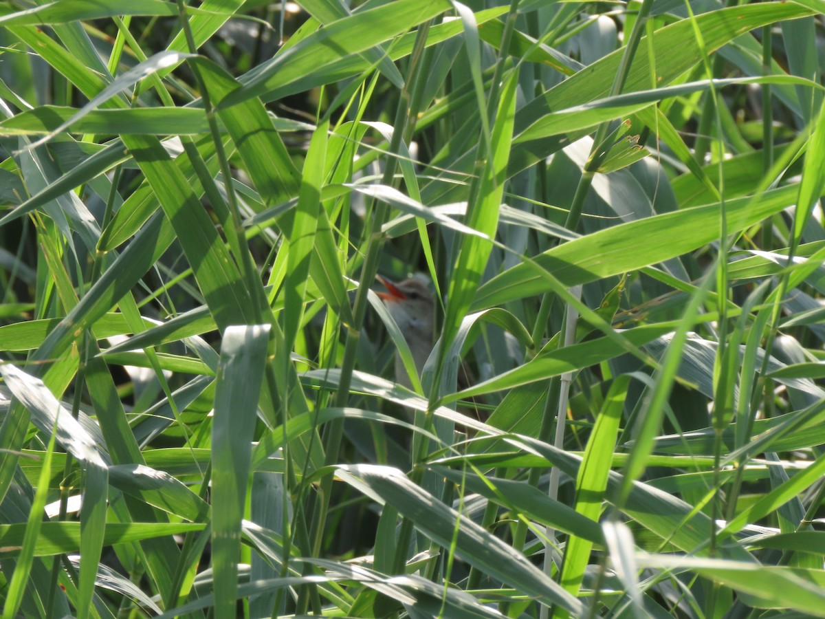 Great Reed Warbler - ML620352317