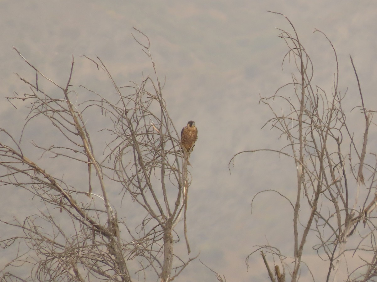 Peregrine Falcon - ML620352319