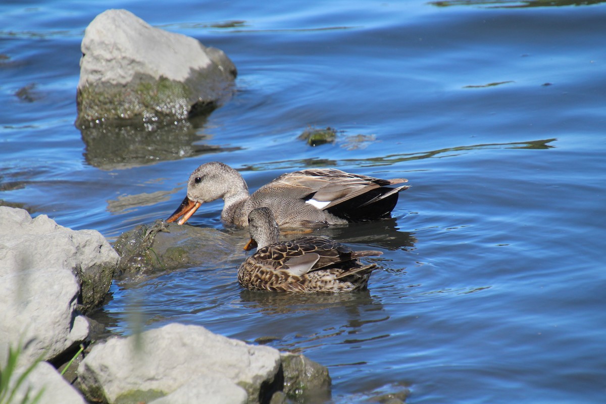 Gadwall - ML620352320