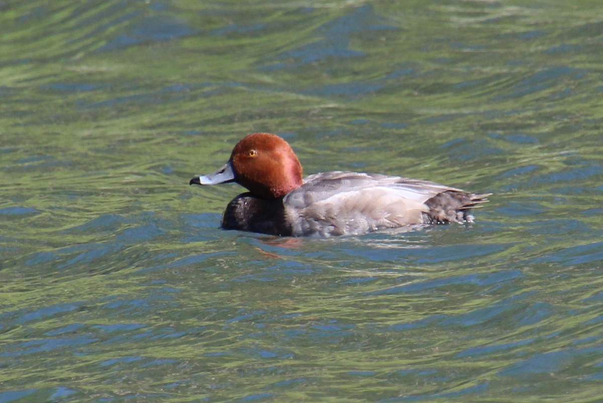 Redhead - ML620352322