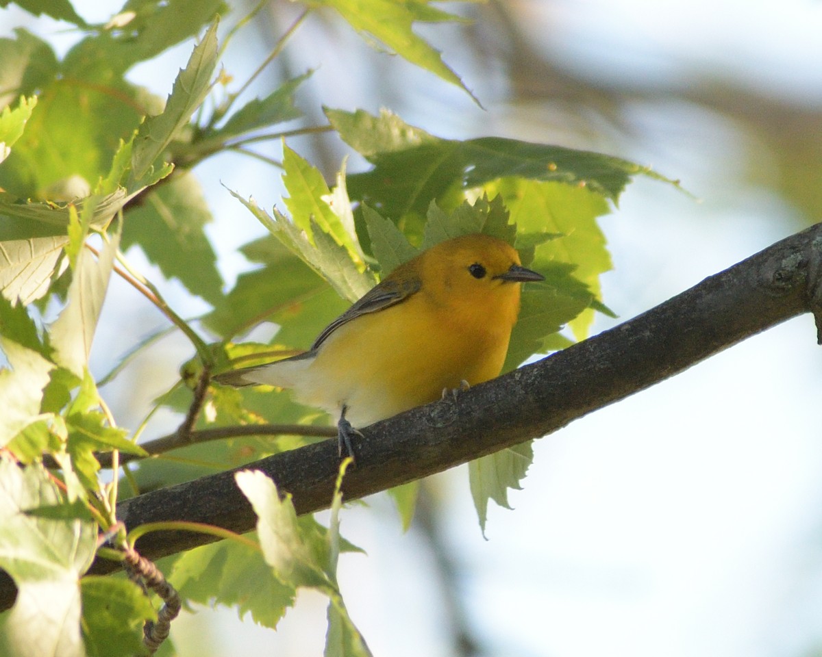 Prothonotary Warbler - M Kelly