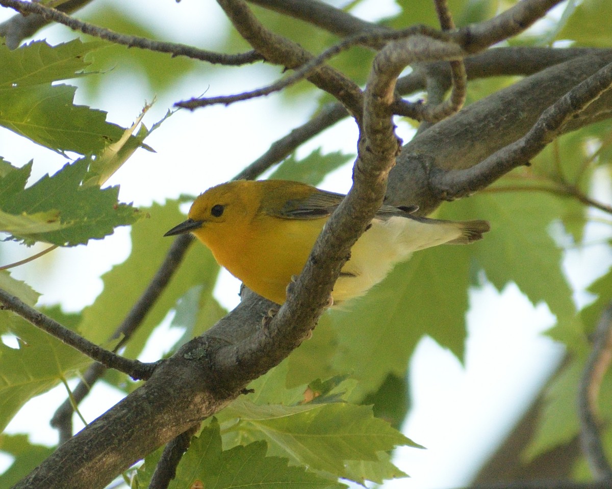 Prothonotary Warbler - ML620352325