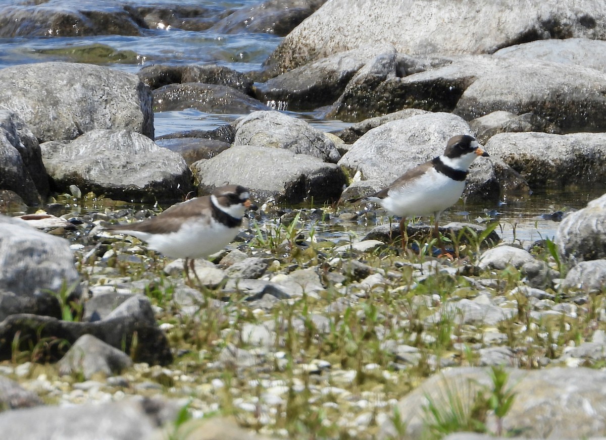 Semipalmated Plover - ML620352327