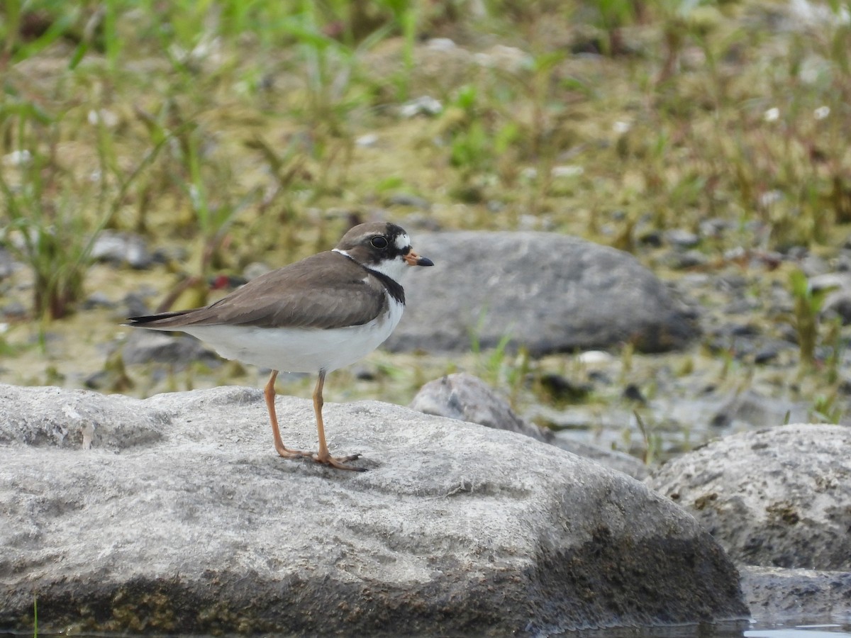 Semipalmated Plover - ML620352328