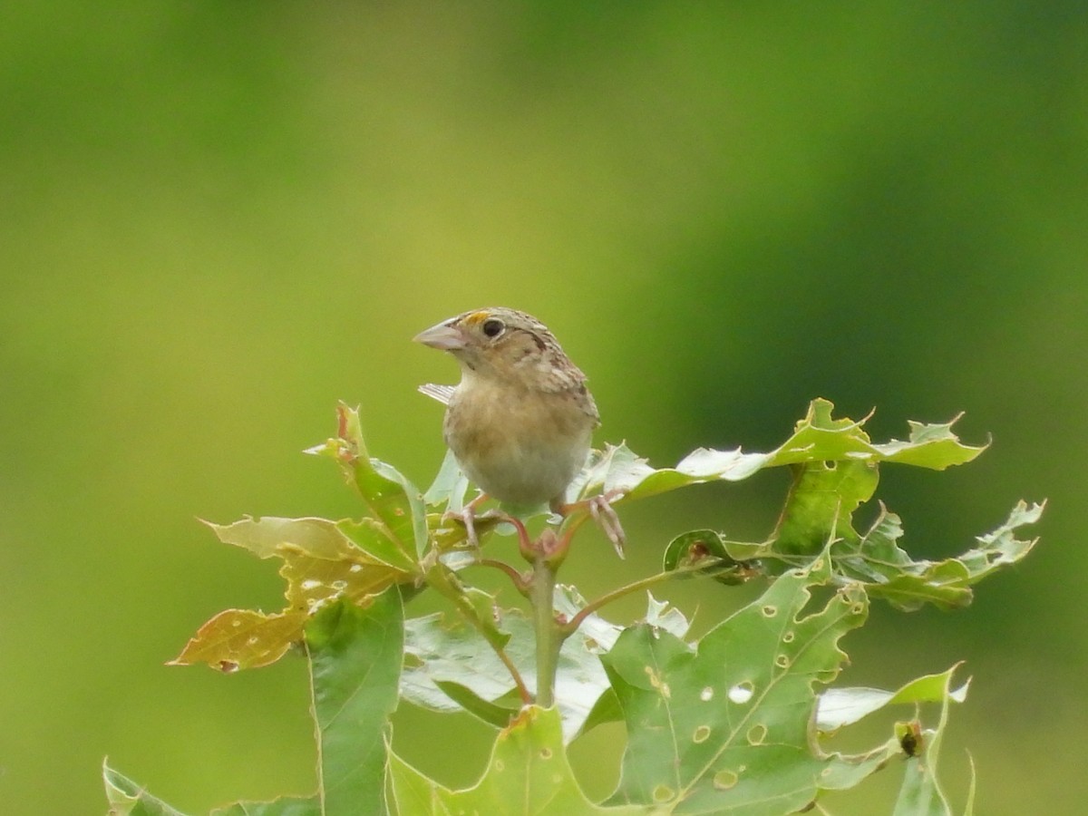 Grasshopper Sparrow - ML620352330