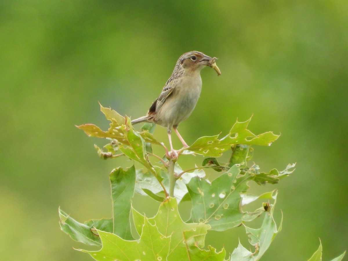 Grasshopper Sparrow - ML620352332