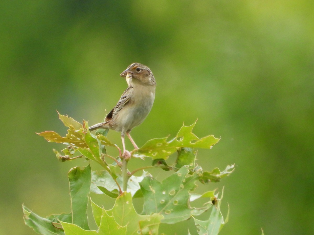 Grasshopper Sparrow - ML620352334