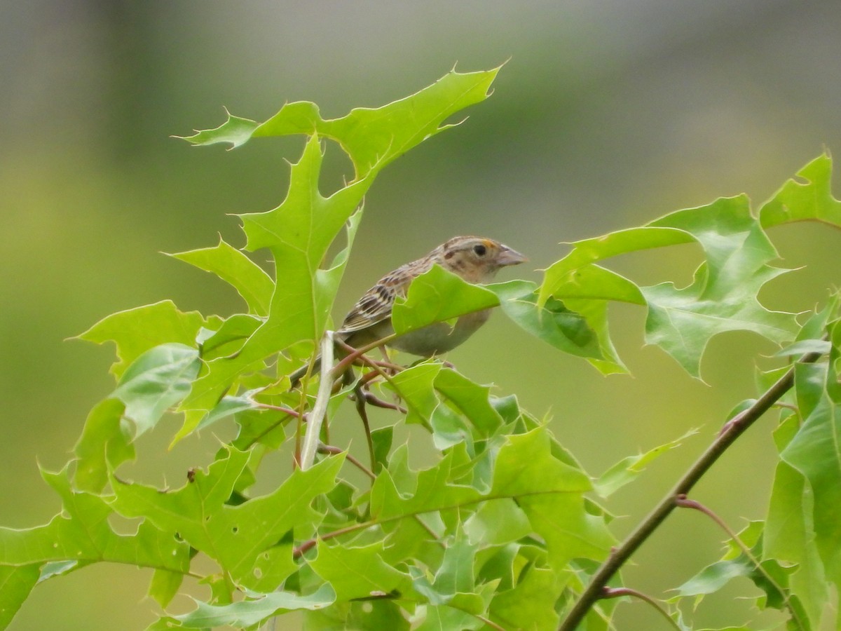 Grasshopper Sparrow - ML620352336