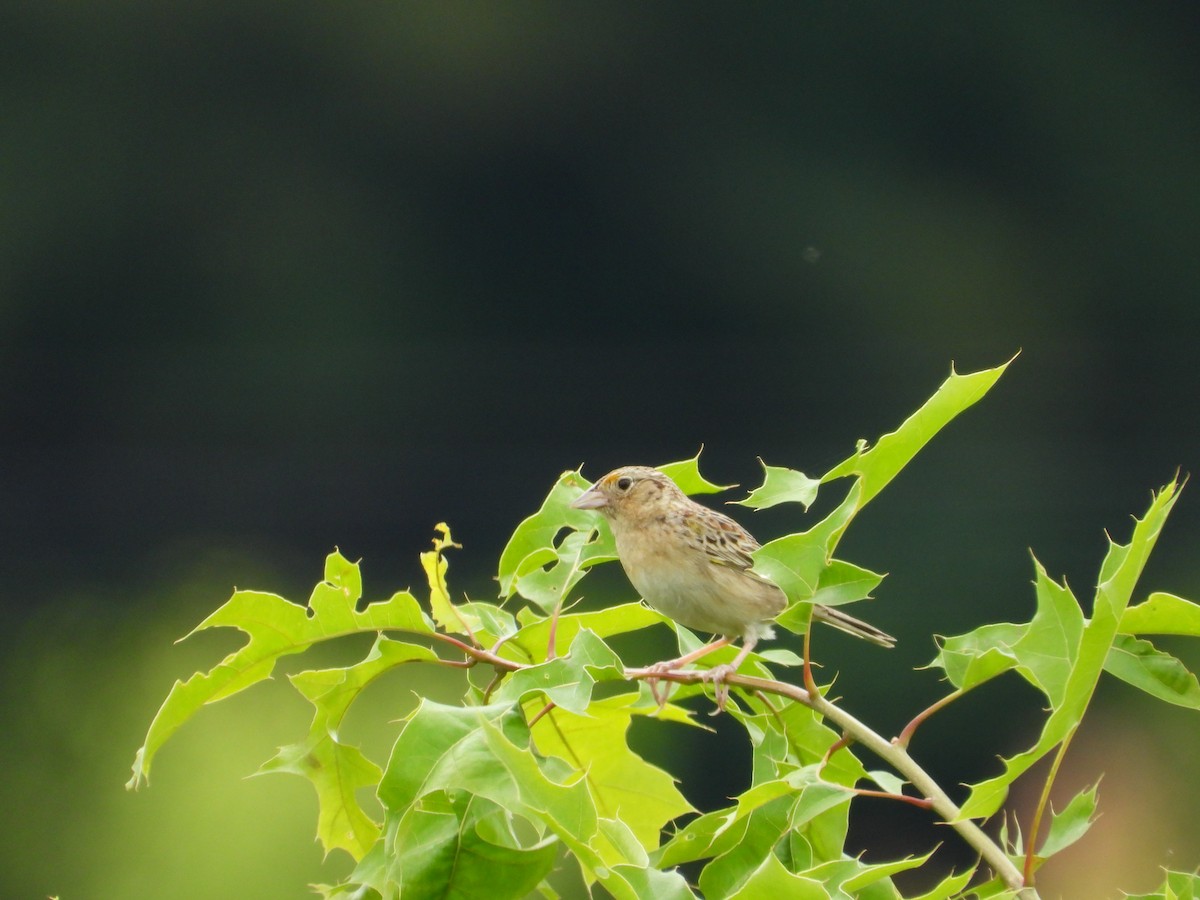 Grasshopper Sparrow - ML620352338