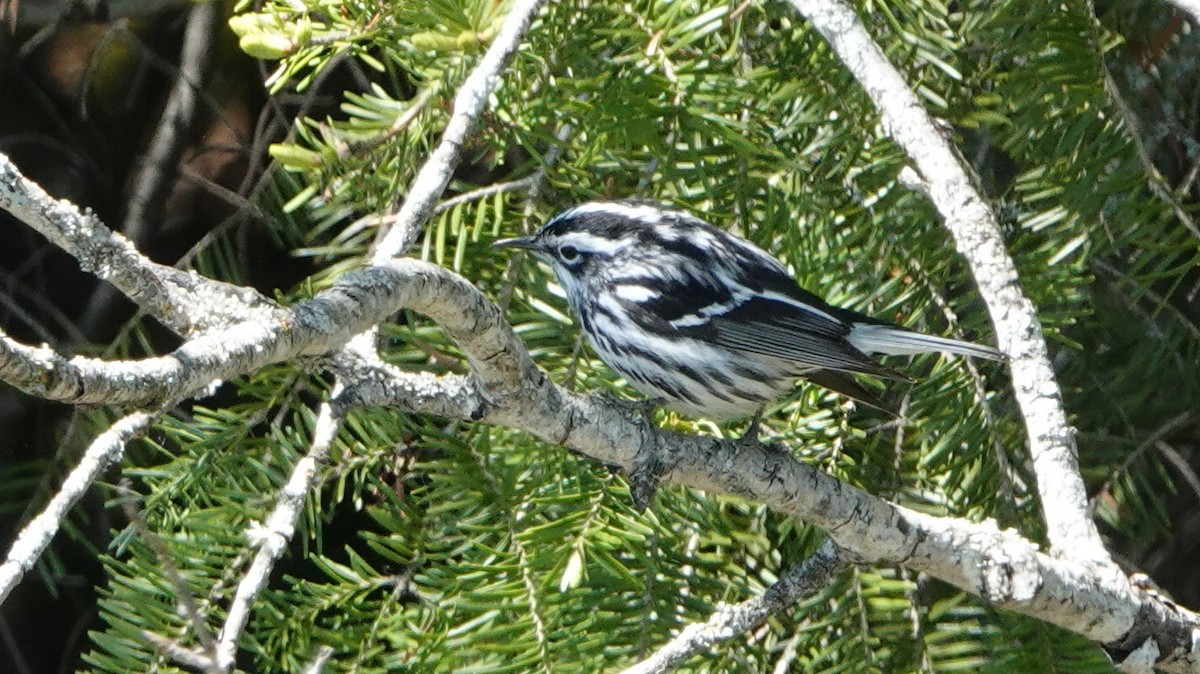 Black-and-white Warbler - ML620352340