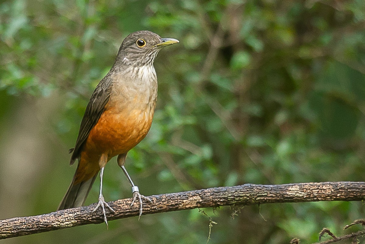 Rufous-bellied Thrush - ML620352342