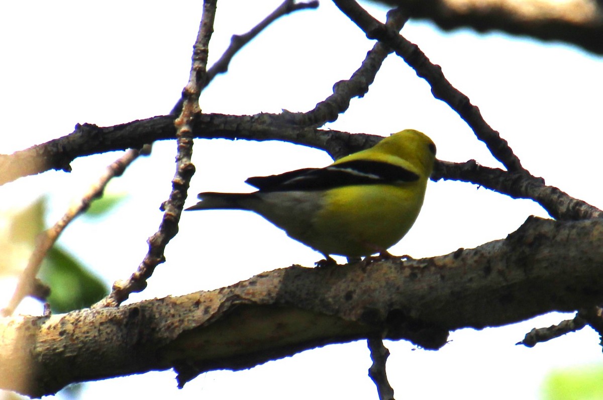 Chardonneret jaune - ML620352353