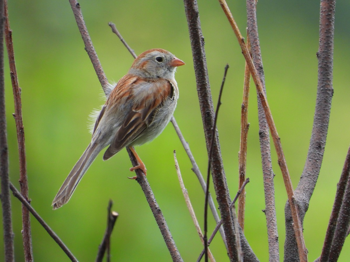 Field Sparrow - ML620352354