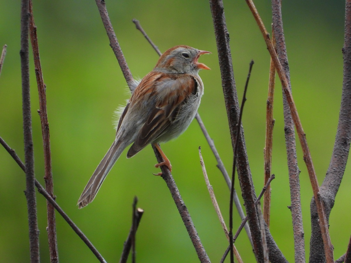 Field Sparrow - ML620352355