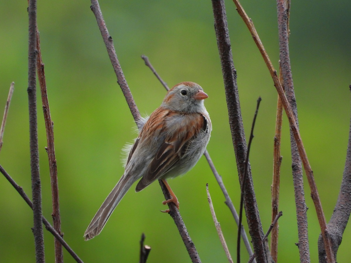 Field Sparrow - ML620352357