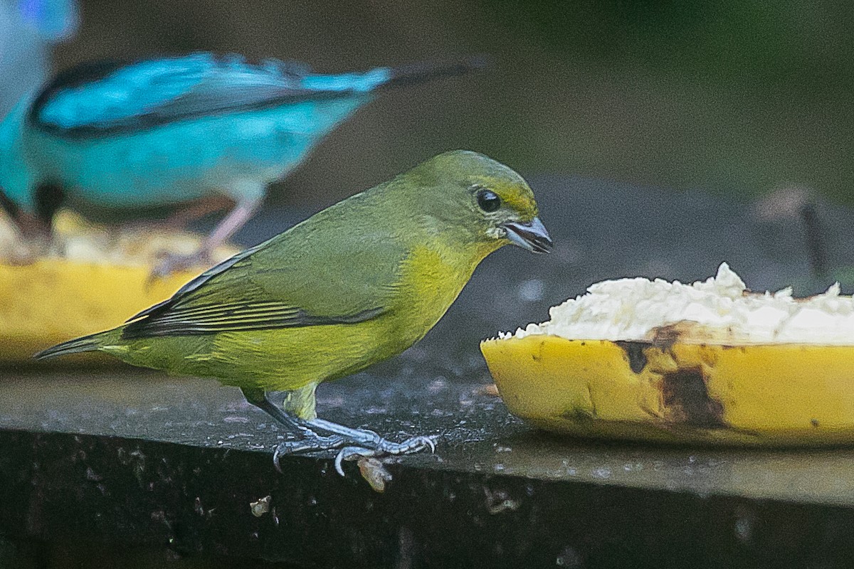 Violaceous Euphonia - ML620352363