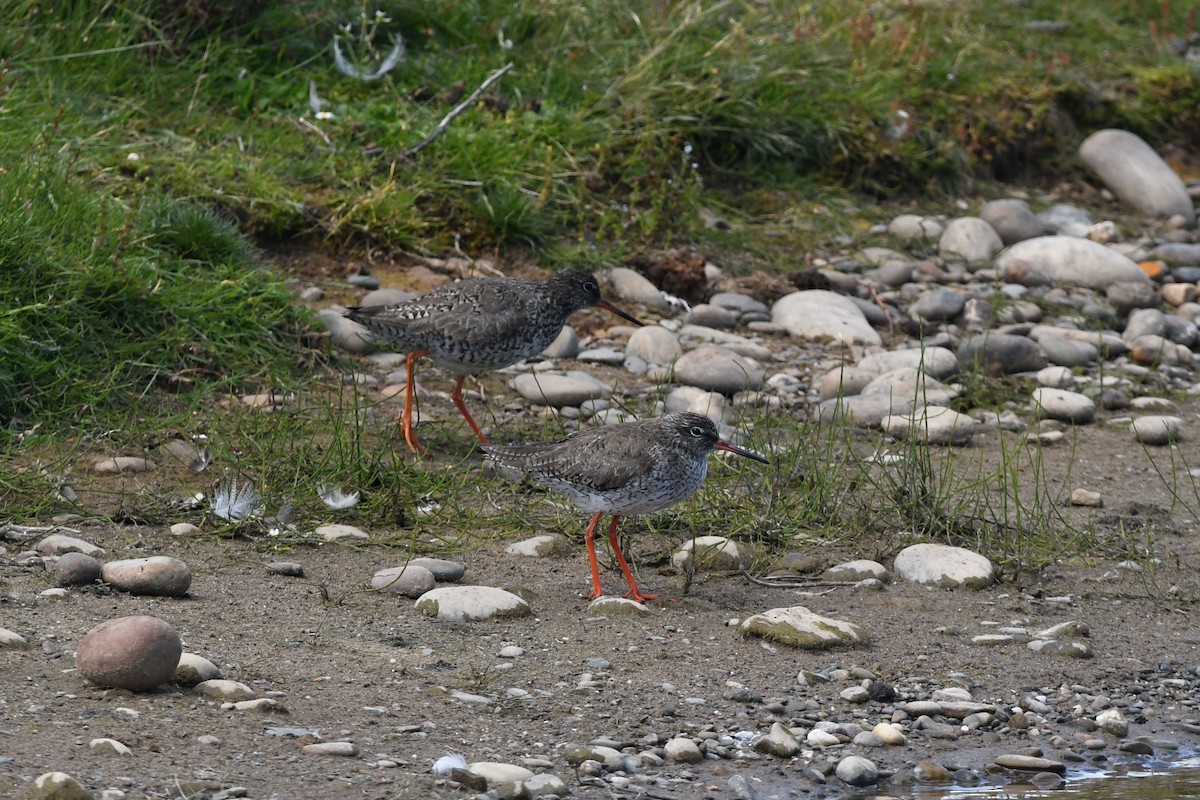 Common Redshank - David Kelly