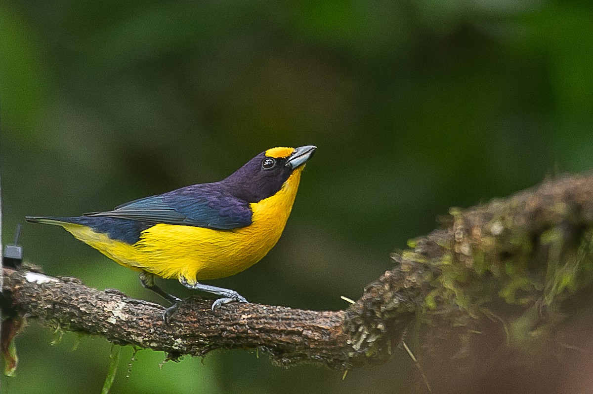 Violaceous Euphonia - ML620352373