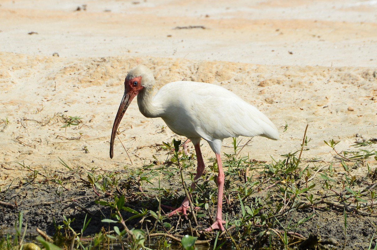 ibis bílý - ML620352400