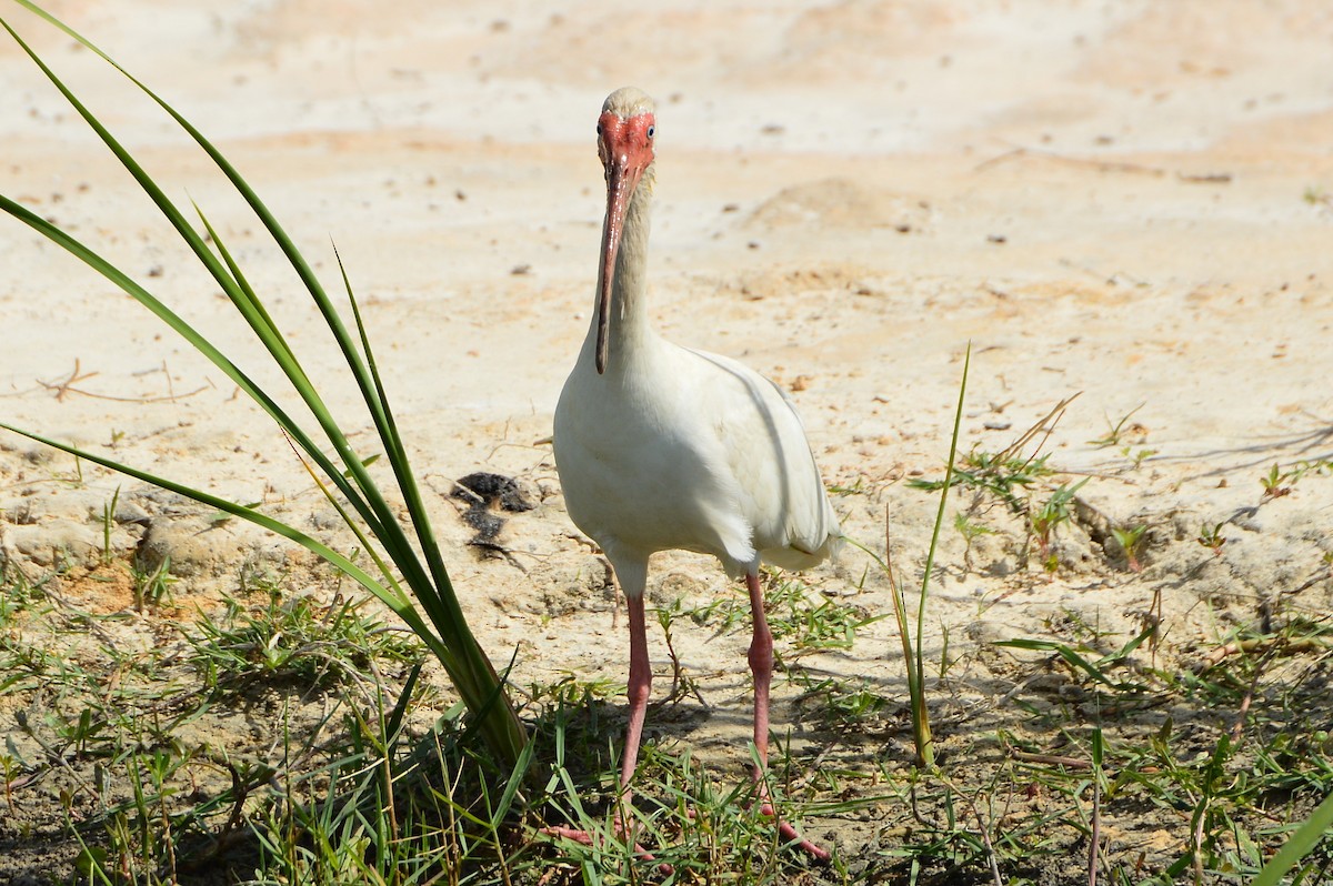 ibis bílý - ML620352401