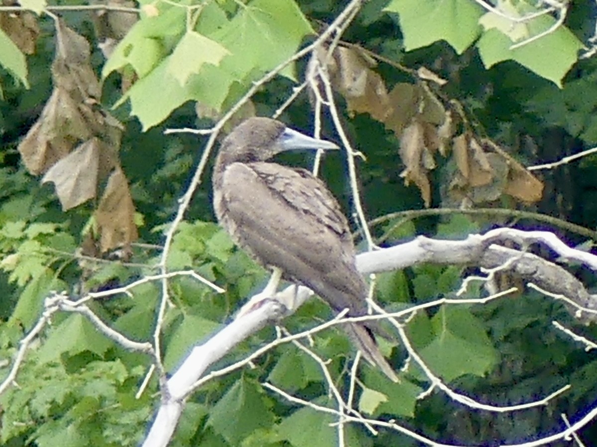 Brown Booby - ML620352402