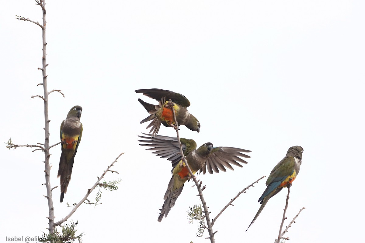 Conure de Patagonie - ML620352412