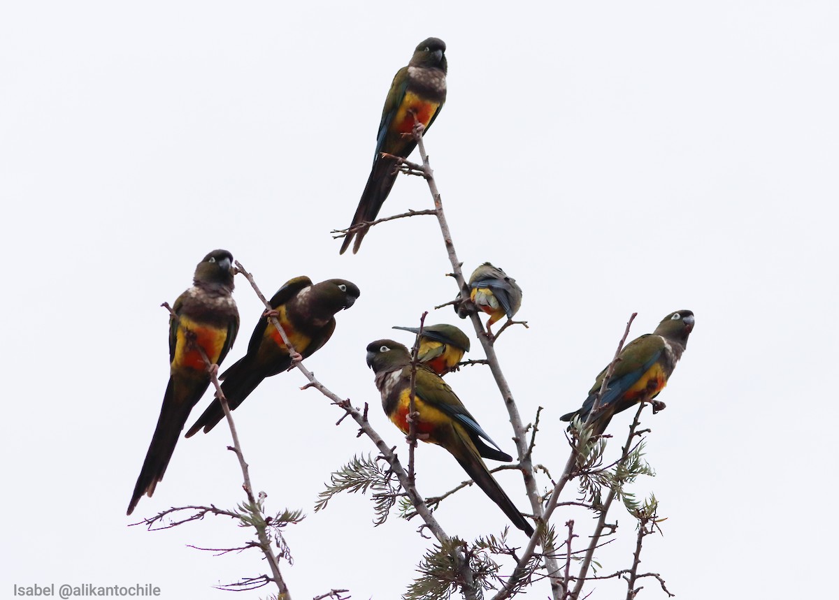 Conure de Patagonie - ML620352413