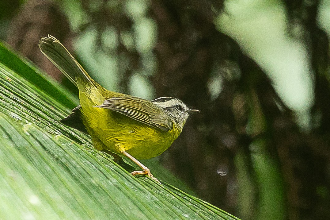 Golden-crowned Warbler - ML620352421