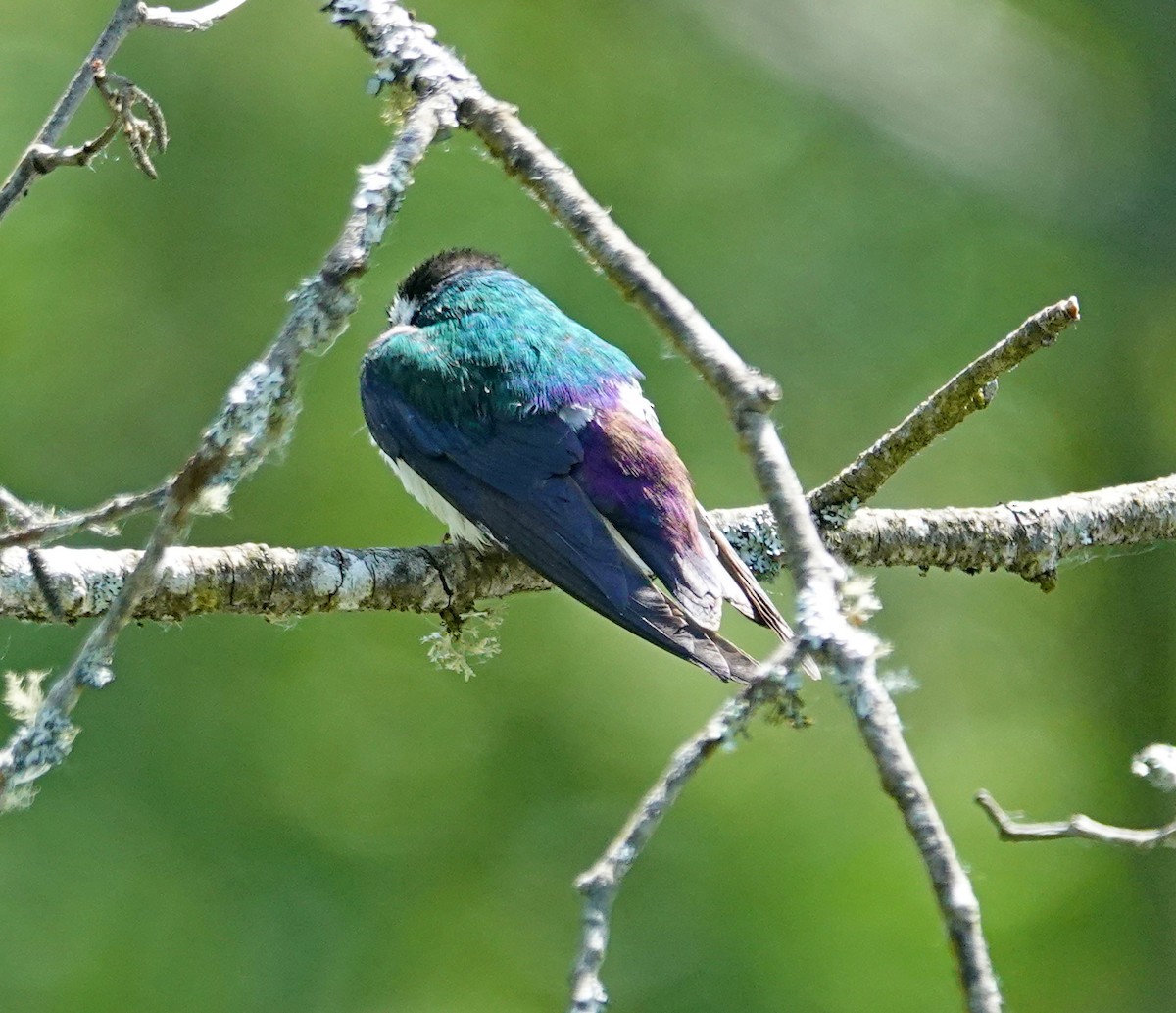 Violet-green Swallow - ML620352434