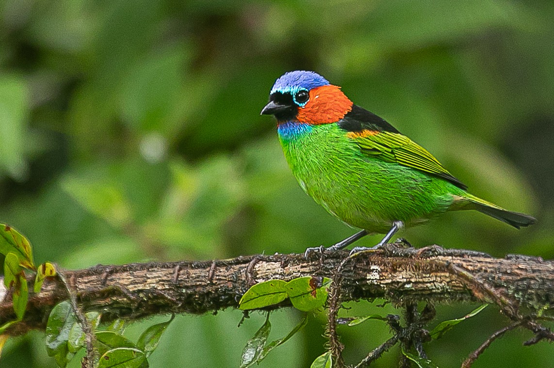 Red-necked Tanager - ML620352454
