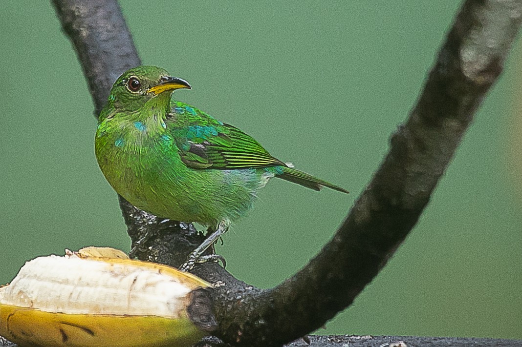 Green Honeycreeper - ML620352470